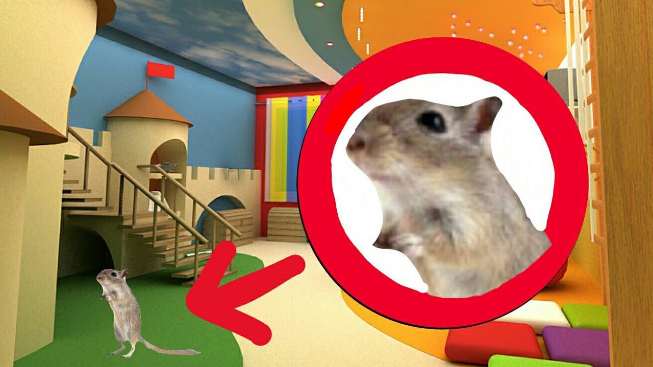 Огромная игровая комната для песчанок! / A big plaing room for  gerbils