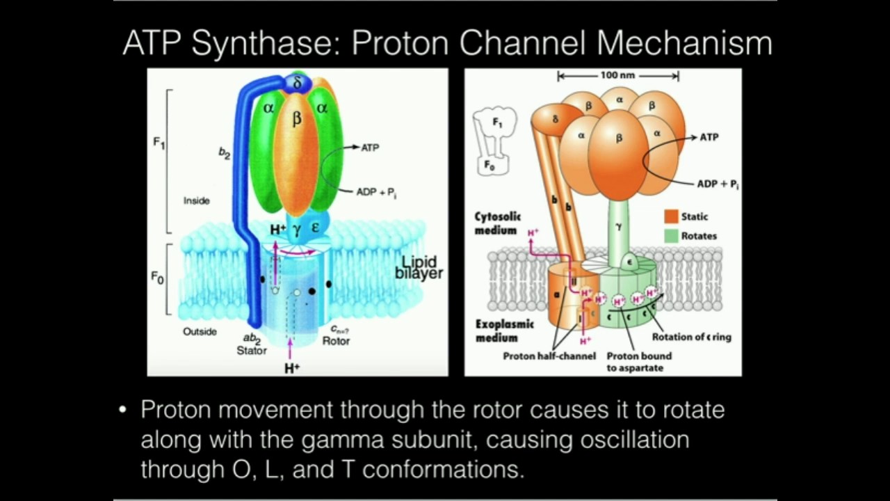 ATP Synthase: Proton-powered Rotation