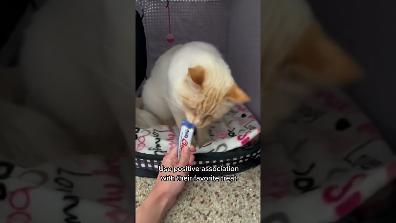 How to get your cat used to car rides 