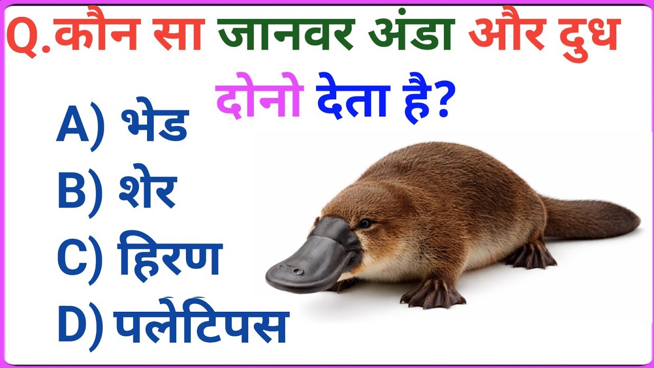 GK Question || GK In Hindi || GK Question and Answer || GK Quiz ||Brainworkgkquiz 