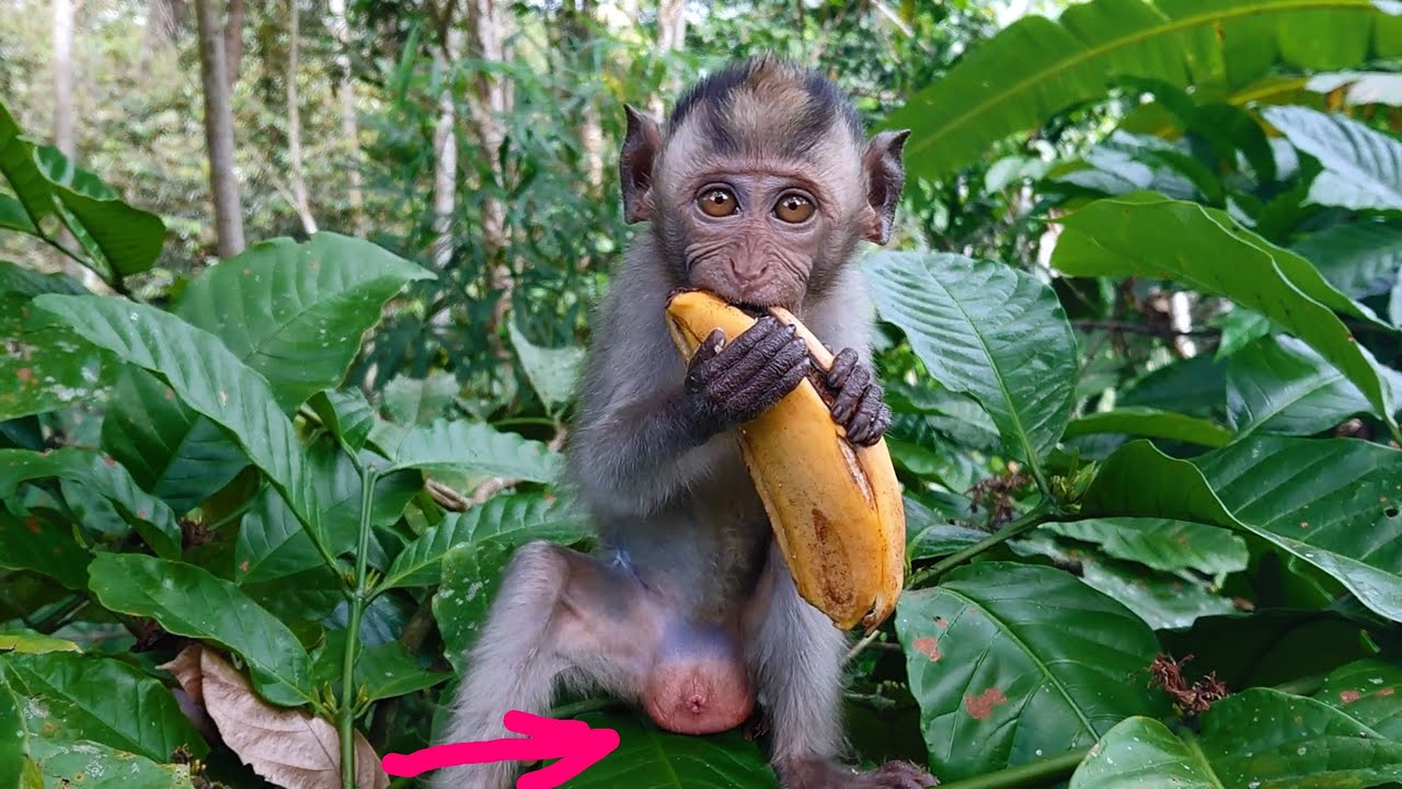 Bibi VERY Much LOVE Bananas.. 😁