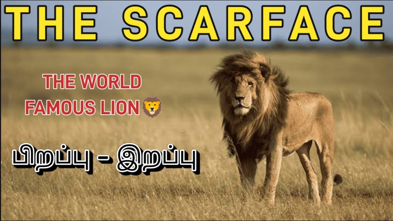 Scarface - The Untold Story of Masai Mara's Legendary Lion King! | Bio Wild | Scarface lion in tamil
