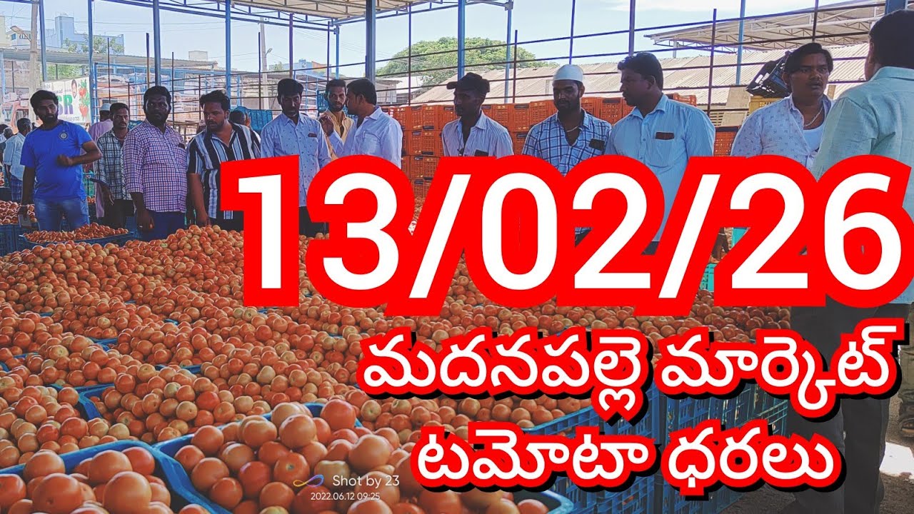 13-02-26 Madanapalle Tomato Market price Today || Today Tomato Market Rate in Madanapalle #today