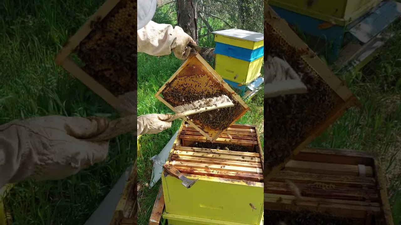 Production de reines pour les apiculteurs débutants