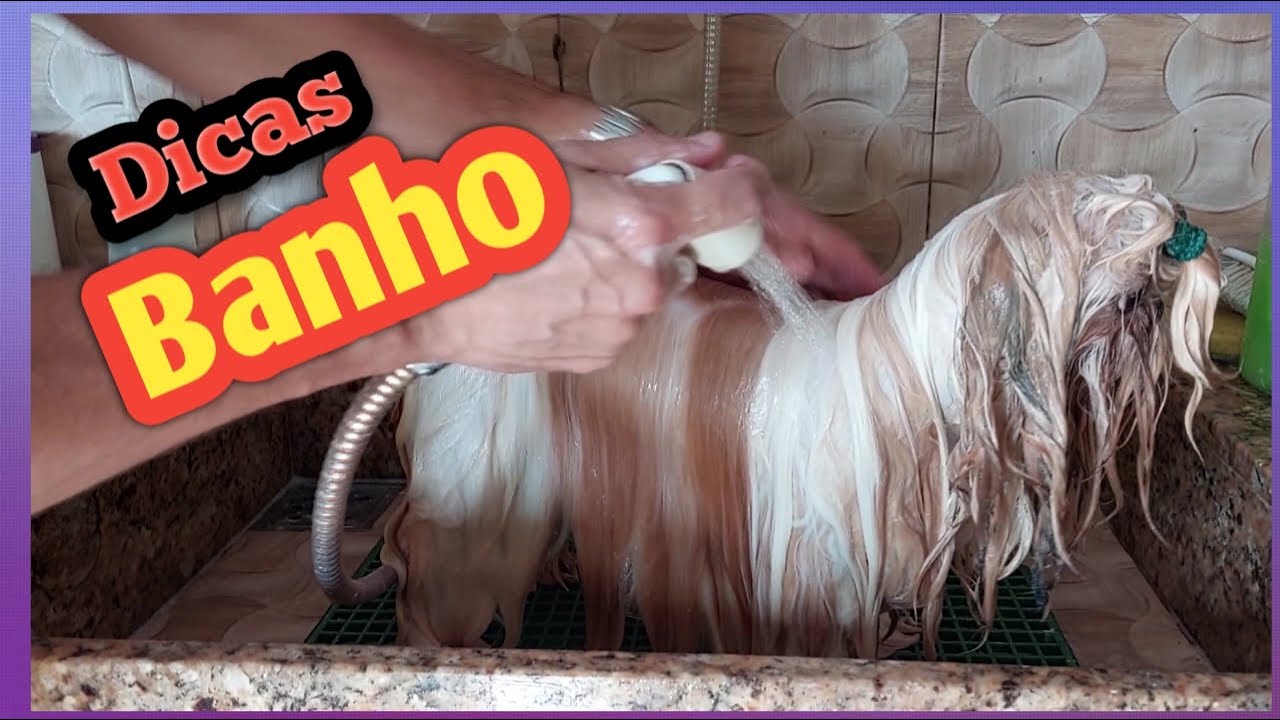 DICAS PRO BANHO SHIH TZU