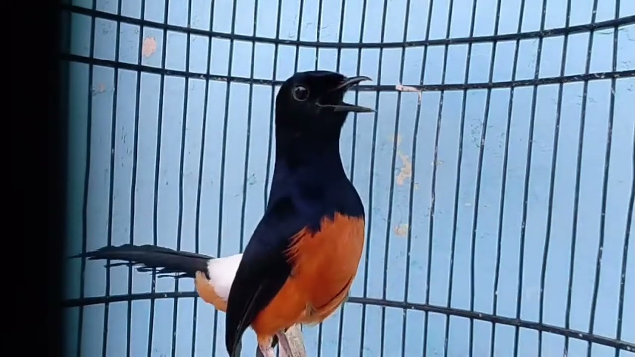 Pancingan Muray ngamukkk isian komplitt gacorr dorr #muraybatu #kicaumania #muraibatumedan 