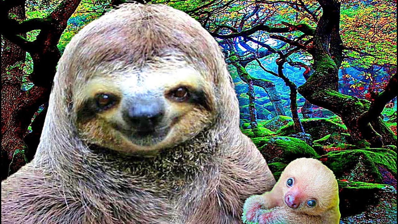 [ FOFURA DEMAIS ] - BICHO PREGUIÇA, VOCÊ JÁ OUVIU O SOM QUE ELES FAZEM? LINDEZA PURA! HD