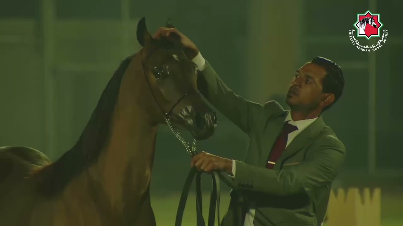 66- A H DERWAAS - RAMADAN ARABIAN HORSE CHAMPIONSHIP AL DHAFRAH 2026