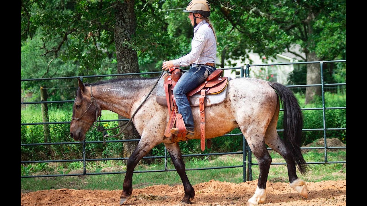 Training Mustang Jude | Regaining Confidence Under Saddle