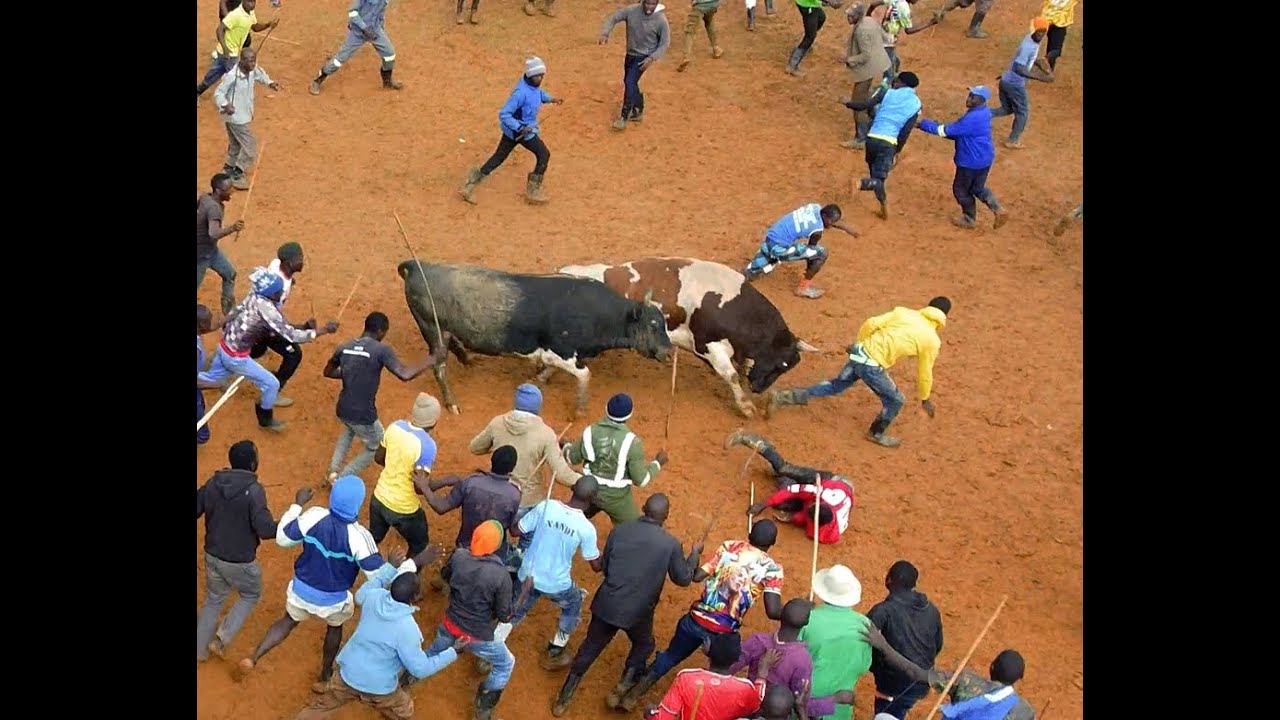 Unforgettable Bullfighting Clash: Shiononyia vs Mandela | Explosive Action in Final 2 Minutes