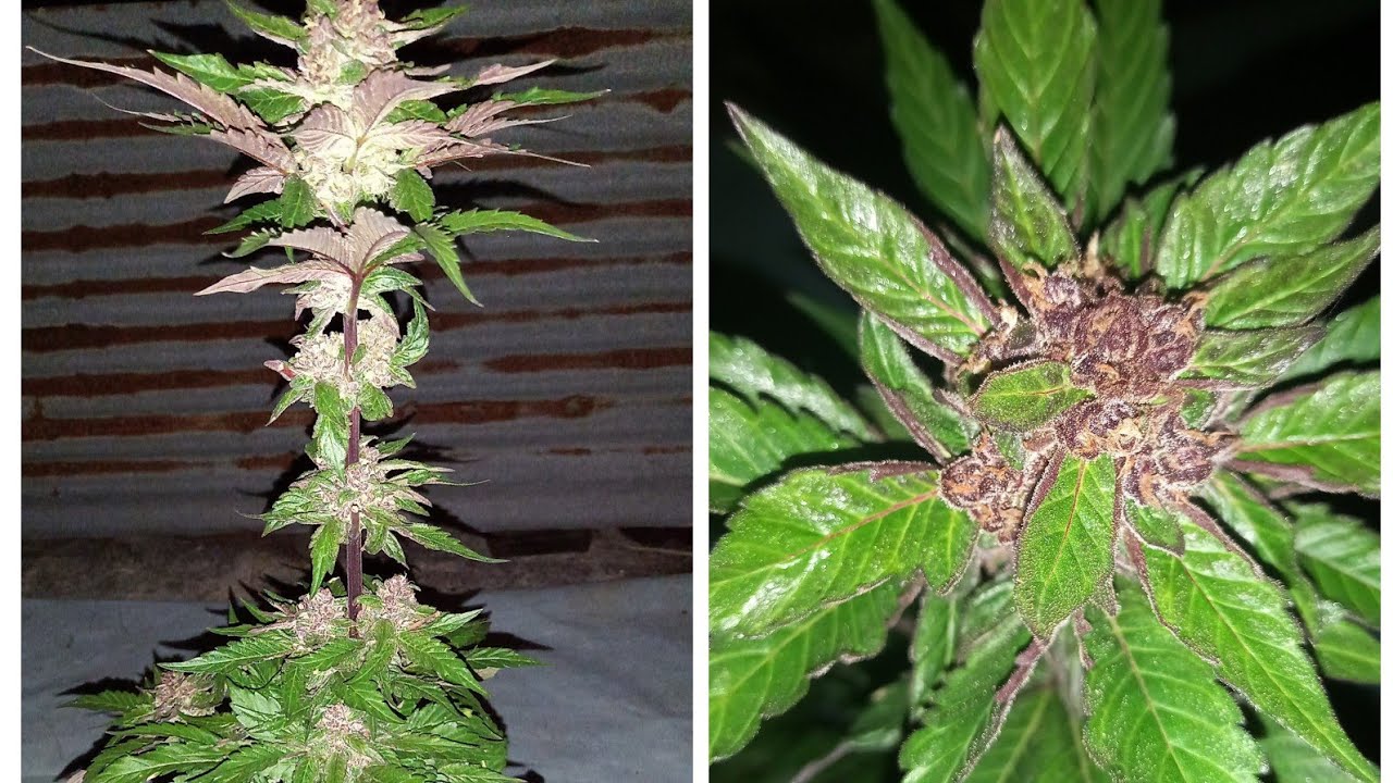 2023 OUTDOOR/JAMAICAN/CANNABIS GARDEN|TOUR/UPDATE/GETTING/CLOSE TO HARVESTING/TIME/PLEASE WATCH😍🇯🇲🍅🫑