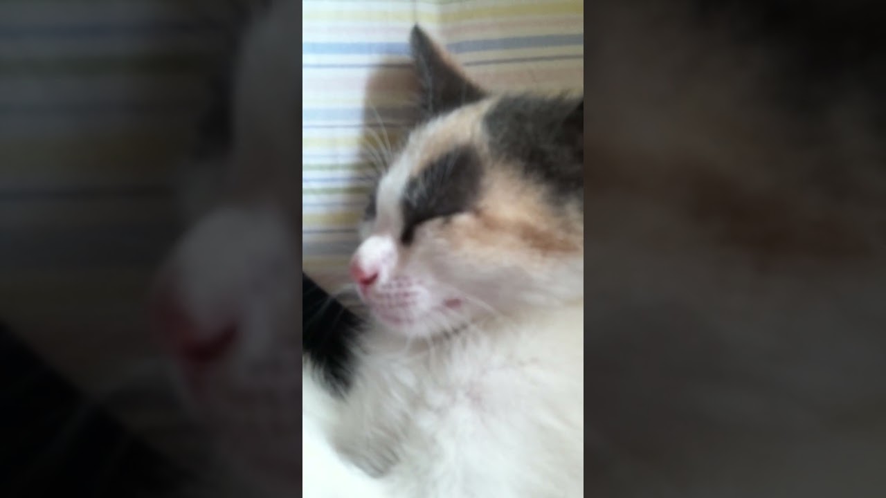 Stela Cat Video