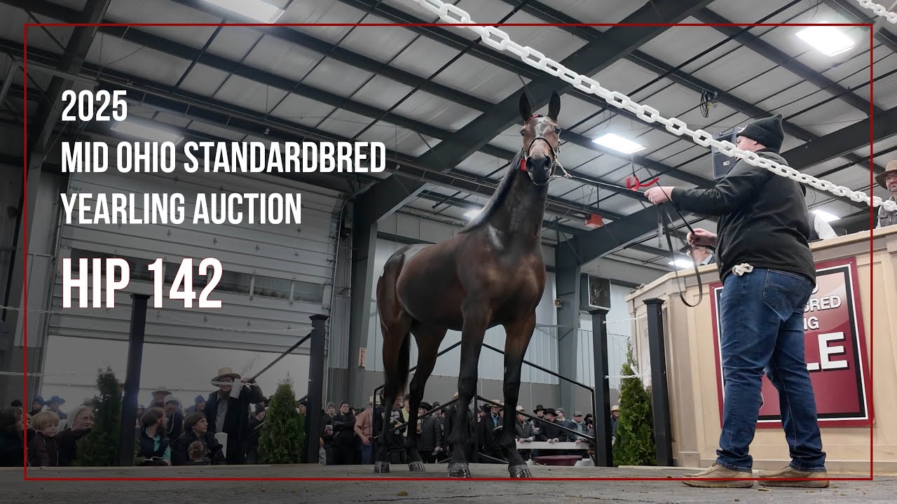 Текила Hip 142 Dos от Trumpstar Yankee | Распродажа годовиков породы Mid Ohio Standardbred 2025
