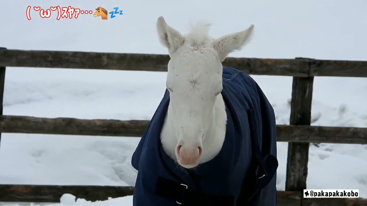 ゴールドシップ産駒2頭目の白毛馬誕生！（サトノジャスミンの2022♀）②