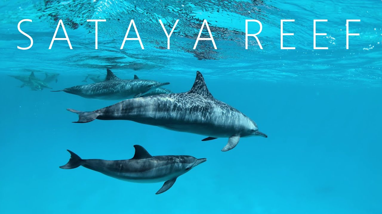 Sataya Reef Dolphin House - September 2025