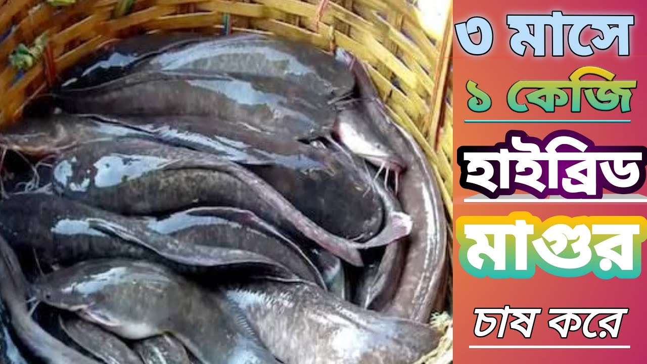 ৩ মাসে ১ কেজি হাইব্রিড মাগুর। বিদেশি হাইব্রিড মাগুর মাছের পোনা সঠিক নিয়মে চাষ করুন। হাইব্রিড মাগুর।