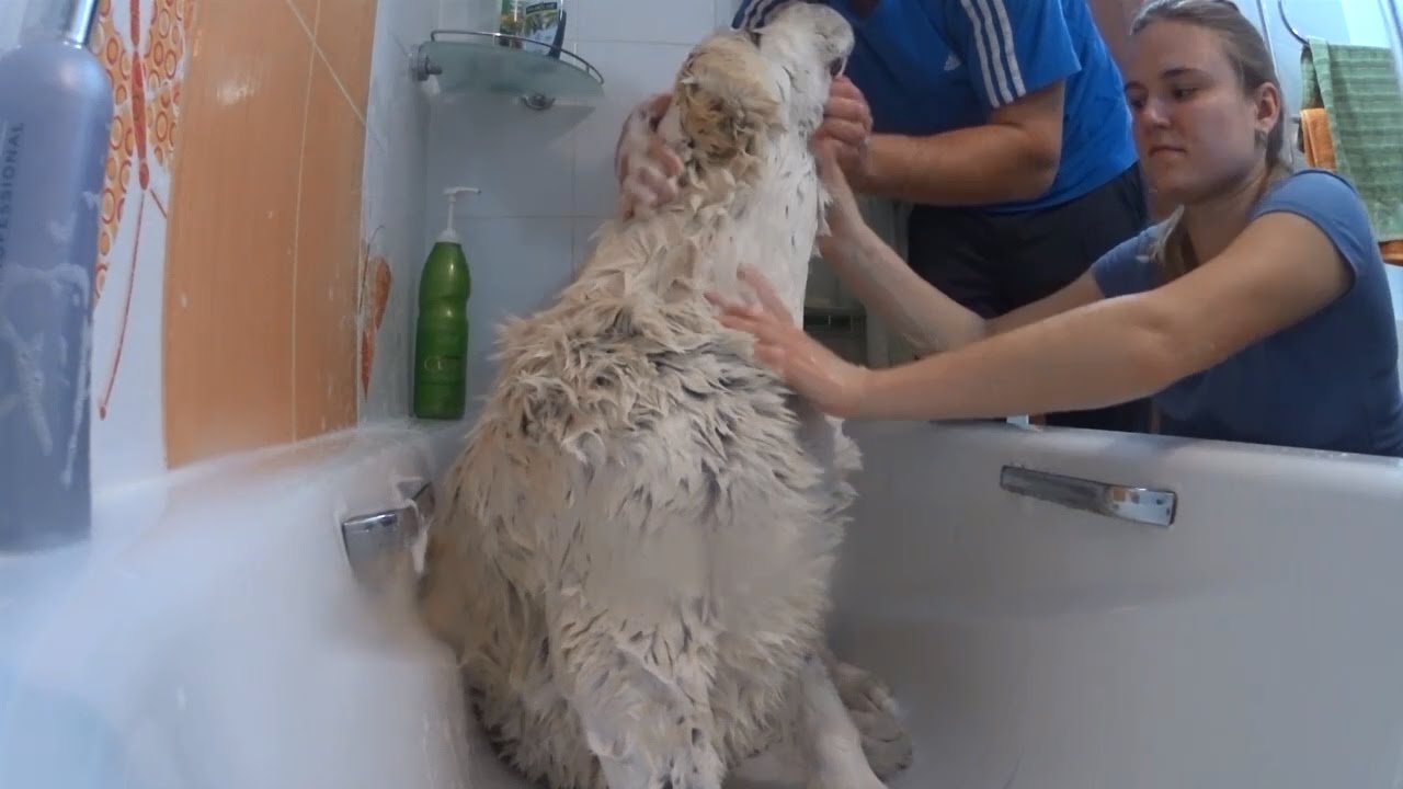 Как помыть Алабая Готовимся к выставке