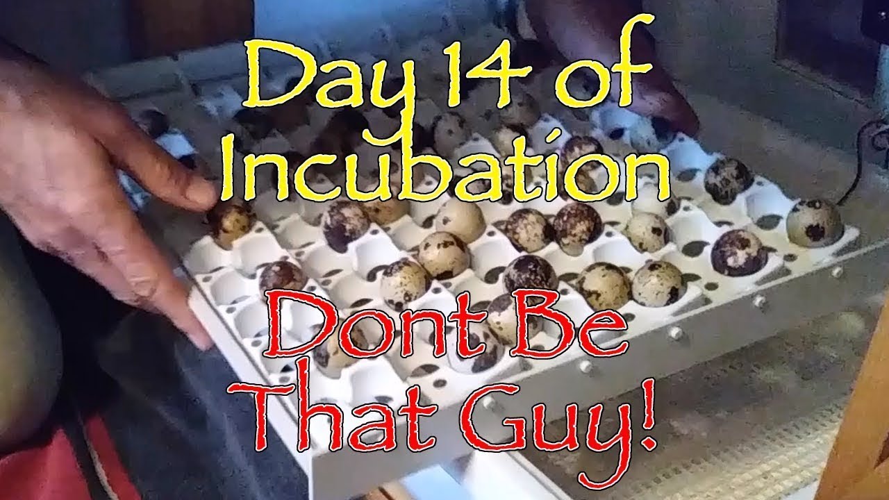 Quail Egg Incubation Day14 (LockDown)