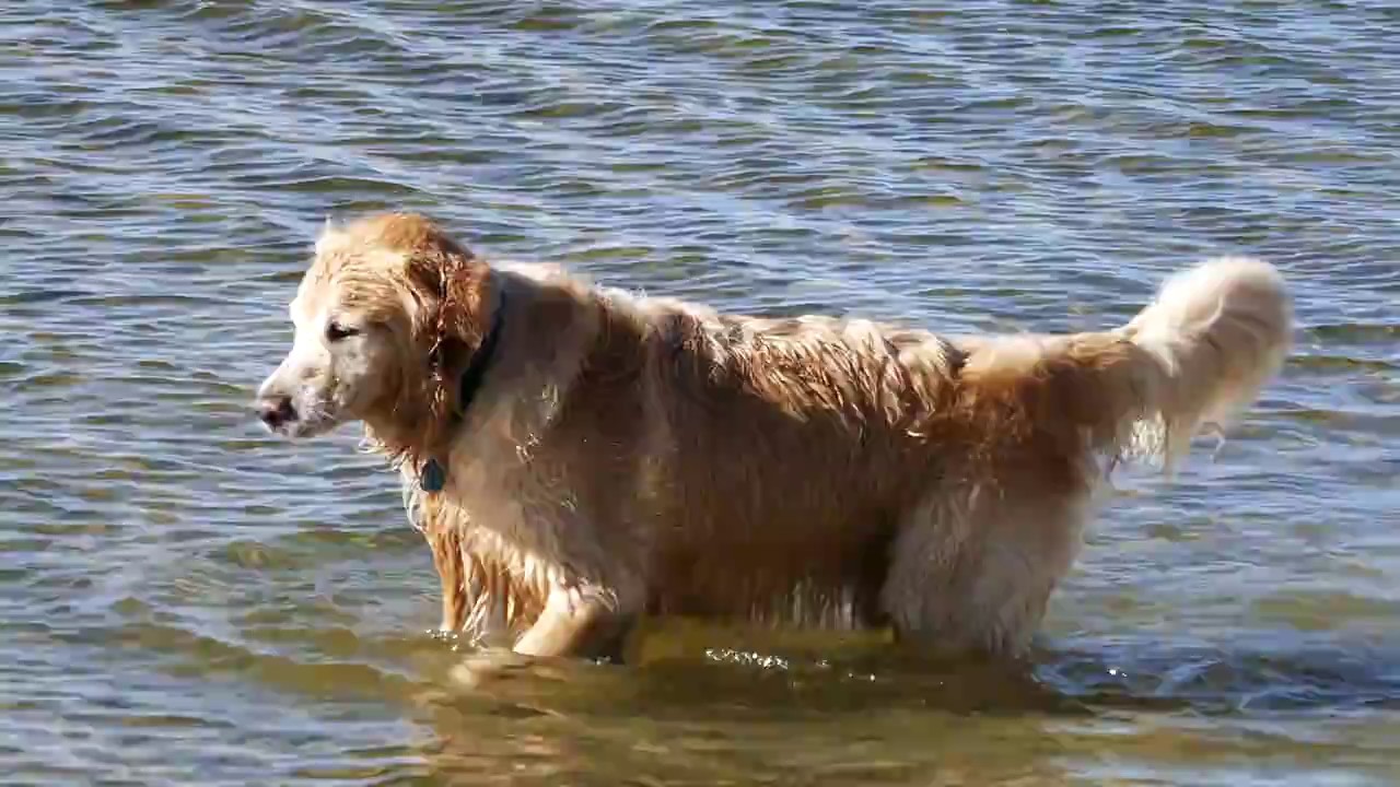 Happy Dog Walking Through Shallow Water - Lake Crowley, Mono County, CA
