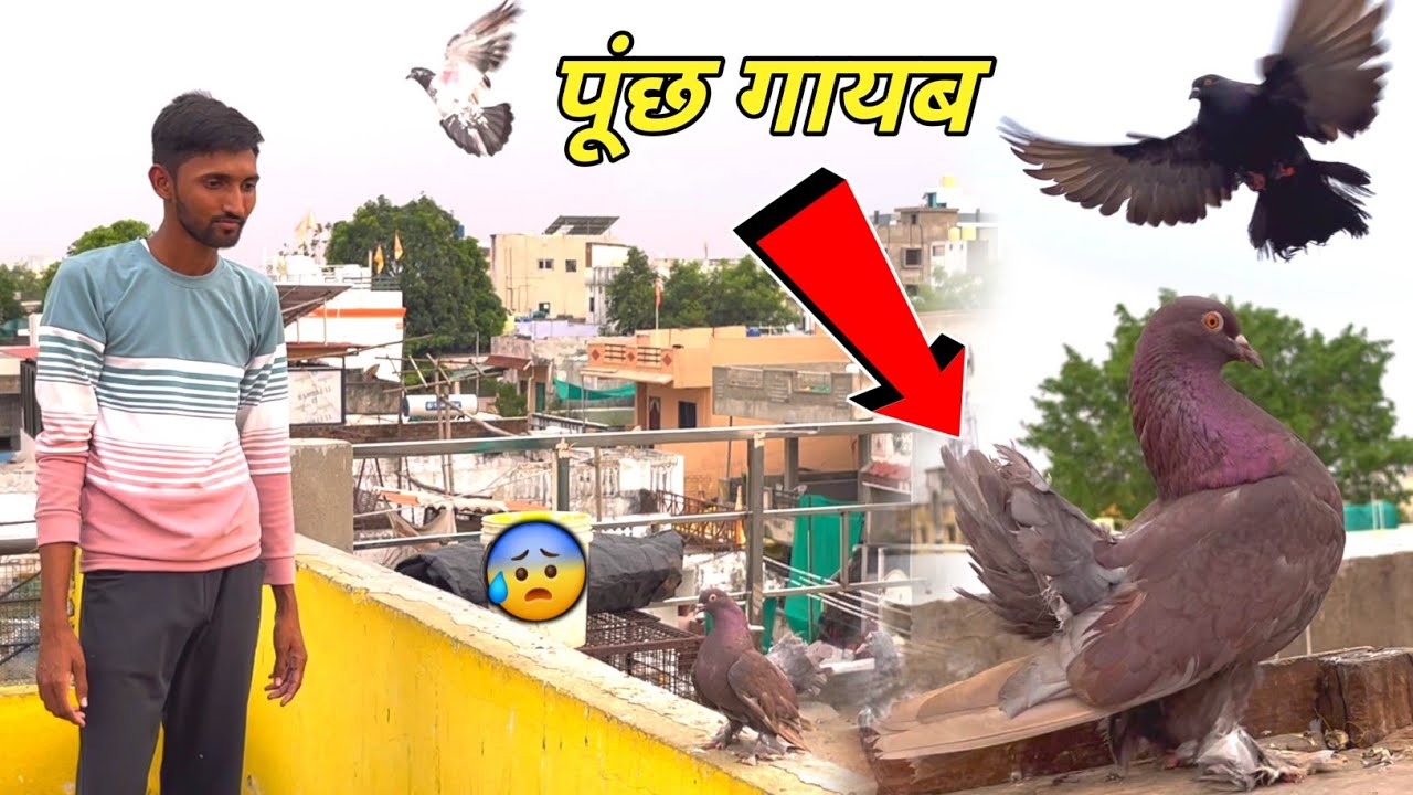 Fantail Kabootar k Sath Aisa Kyun Karna Pada😰?