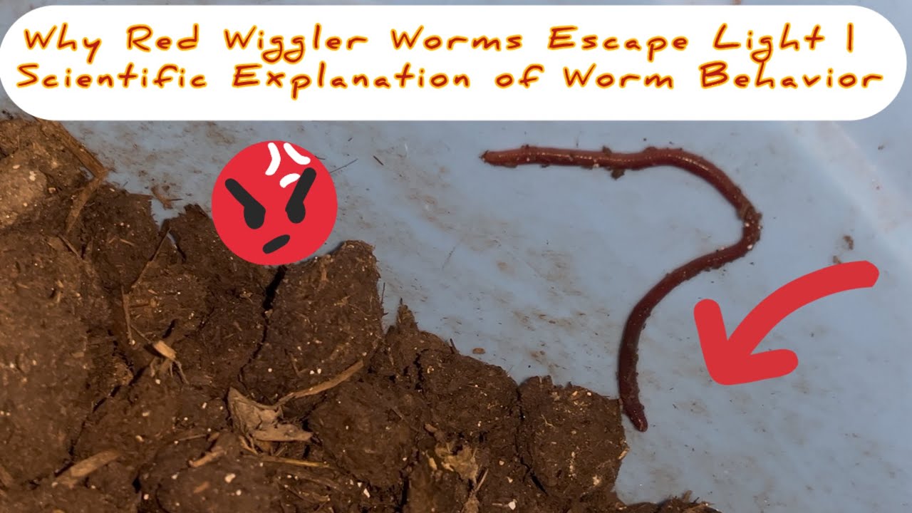 Why Red Wiggler Worms Escape Light | Scientific Explanation of Worm Behavior🔥🫰🏼