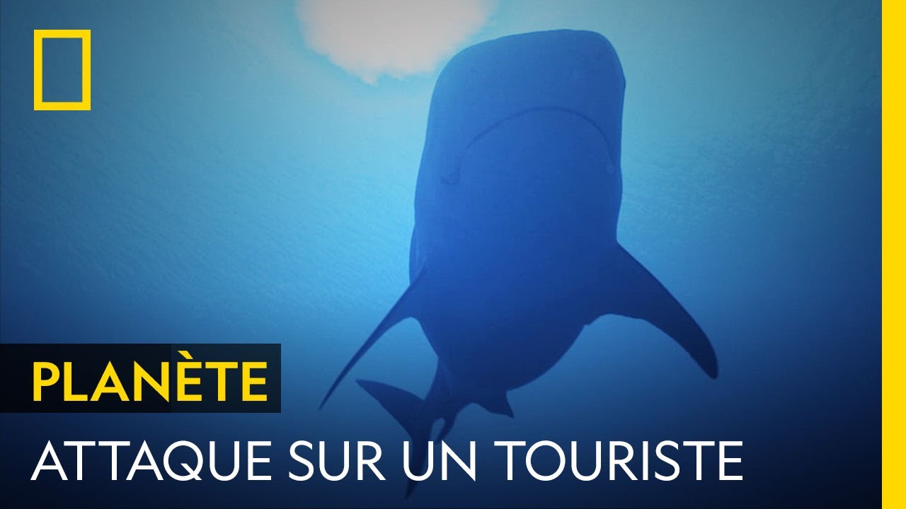 L'attaque mortelle d'un touriste par un requin-tigre en Mer Rouge