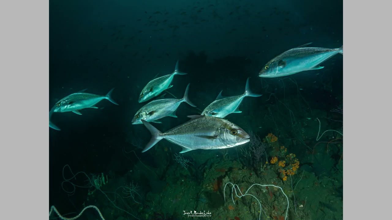 Buceo profundo (-50 mts.), en Chichiriviche de la Costa, Venezuela