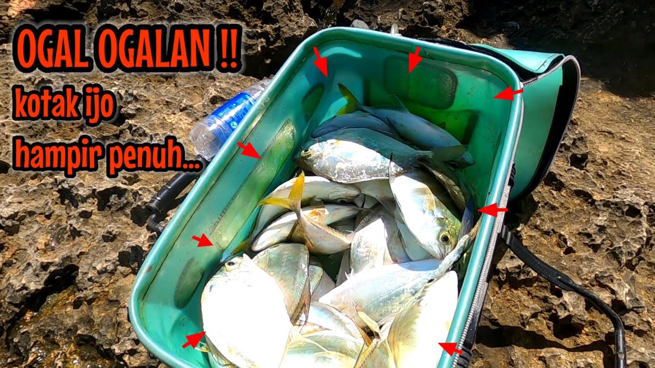 OGAL OGALAN HASIL HARI INI‼️ KALAU GAK KEHABISAN UMPAN SAYA YAKIN KOTAK IJO BAKAL PENUH !!