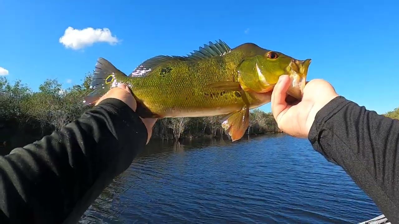 Epic Peacock Bass fishing in the Florida Everglades