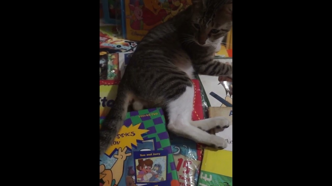 Cat enjoys the books #shorts |aiome tv