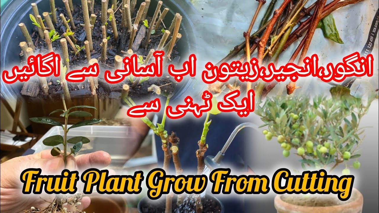 Fruit Plants Grow From Cutting |How to Grow Fruit plants At Home 