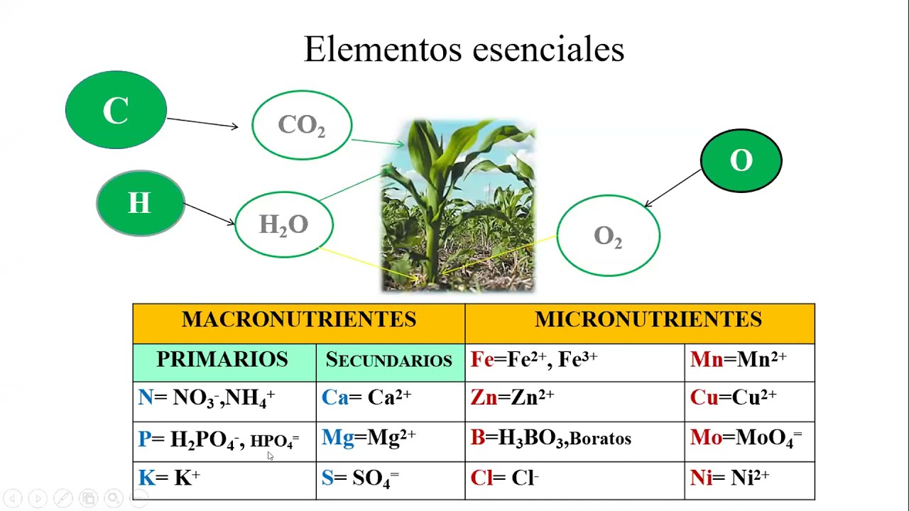 Fisiología y Nutrición de los Cultivos