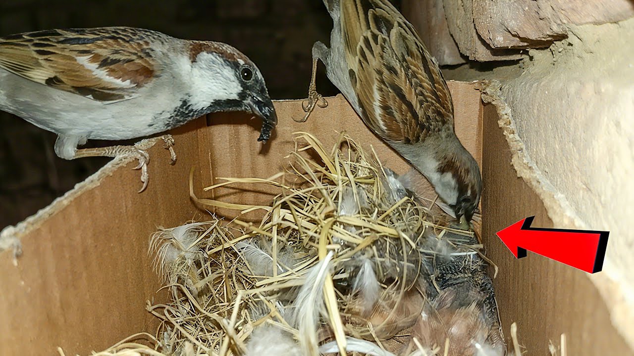 House Sparrow Feeding Her Hungry Babies Inside Nest Box