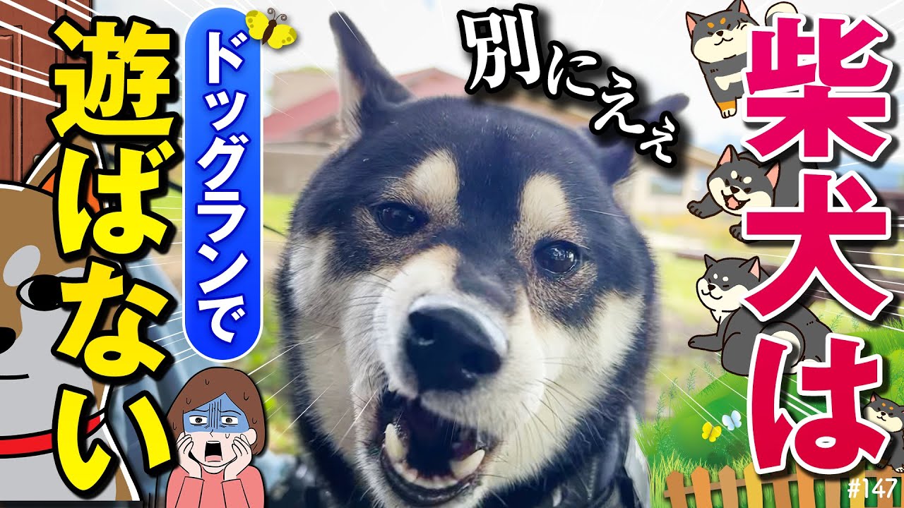 柴犬がドッグランで謎の奇行に走り主達パニック