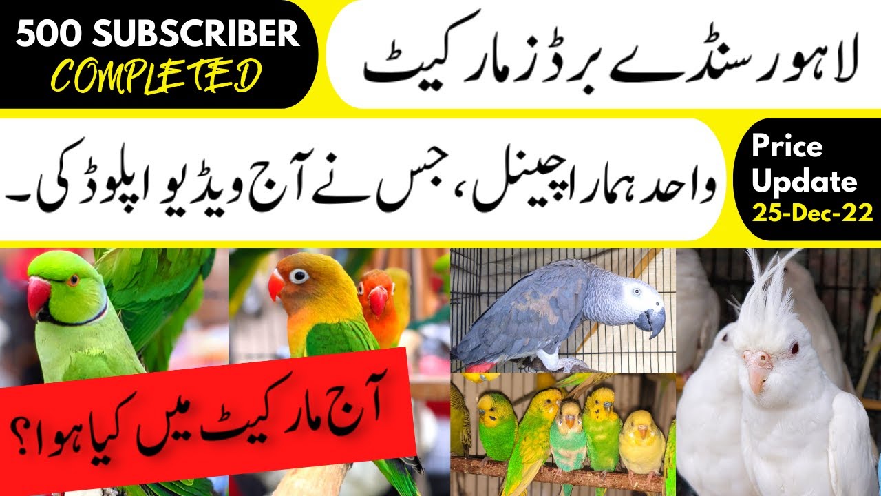 SHALIMAR SUNDAY BIRDS MARKET LAHORE  PRICE UPDATE | 25-12-2022 | 