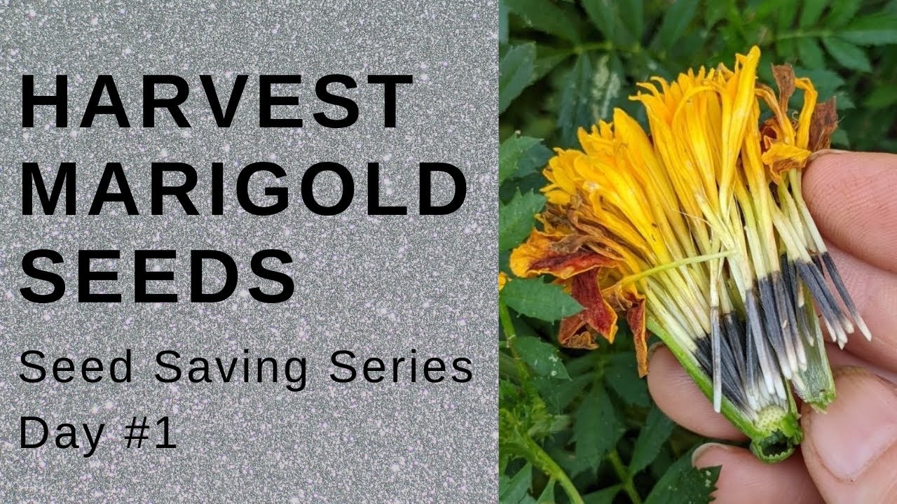 How to Harvest Marigold Seeds // Garden VLOG