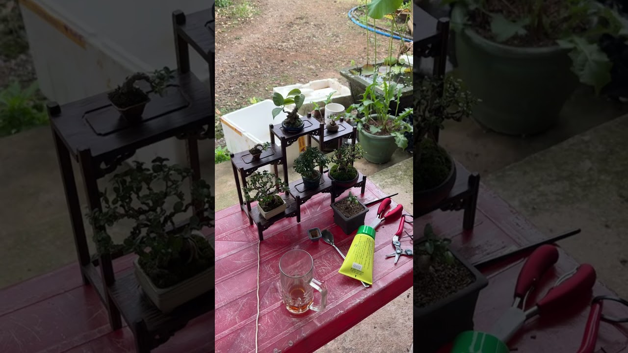 Chúc cả nhà Giáng Sinh an lành