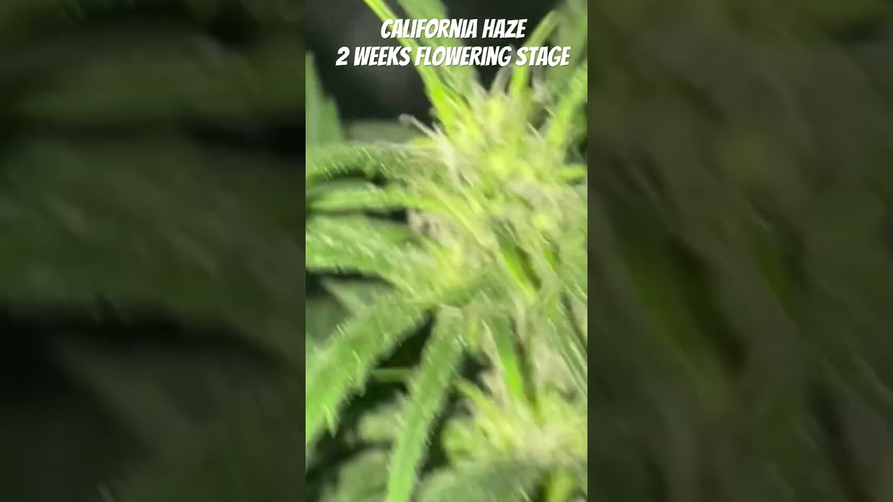 California Haze Humboldt grow #growing #yields #youtube #flowering #shorts #cannabis #youtube #icy