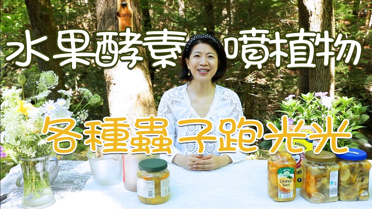 果皮做的環保酵素用處多，植物上輕輕一噴各種蟲子跑光光 | 唐韵美食