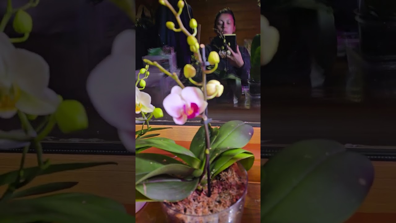 Розовые лампы и мои орхидеи-фаленопсисы и башмачки🌺