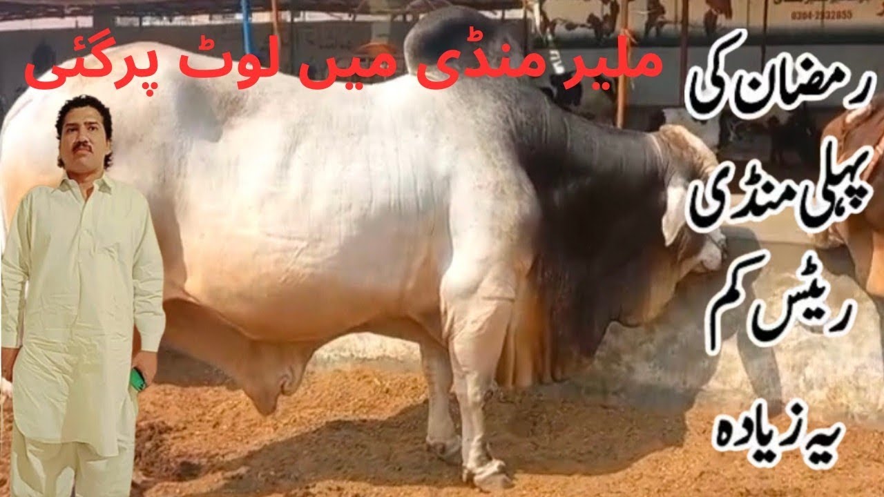 Malir Mandi 2026 Full Tour 😱 | Sab Se Mehnga Bull in Karachi | Qurbani Animals Prices