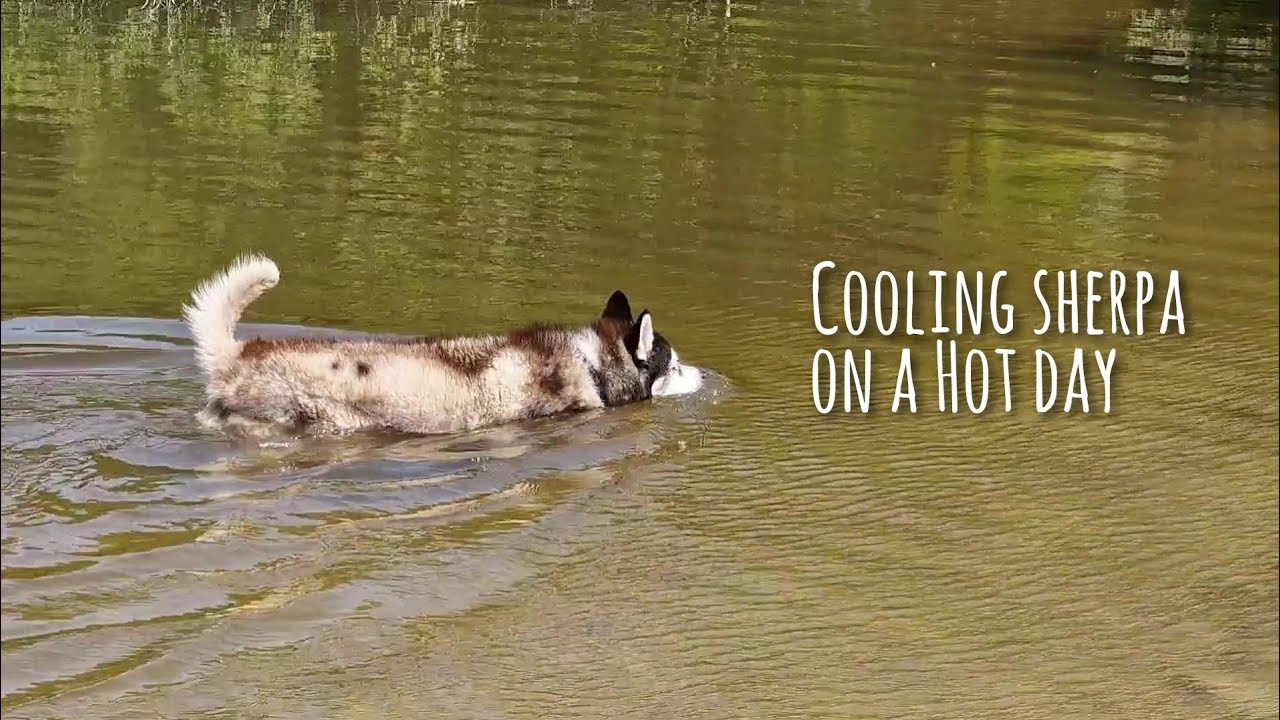 Cooling a Husky Down on a Hot Sunny Day