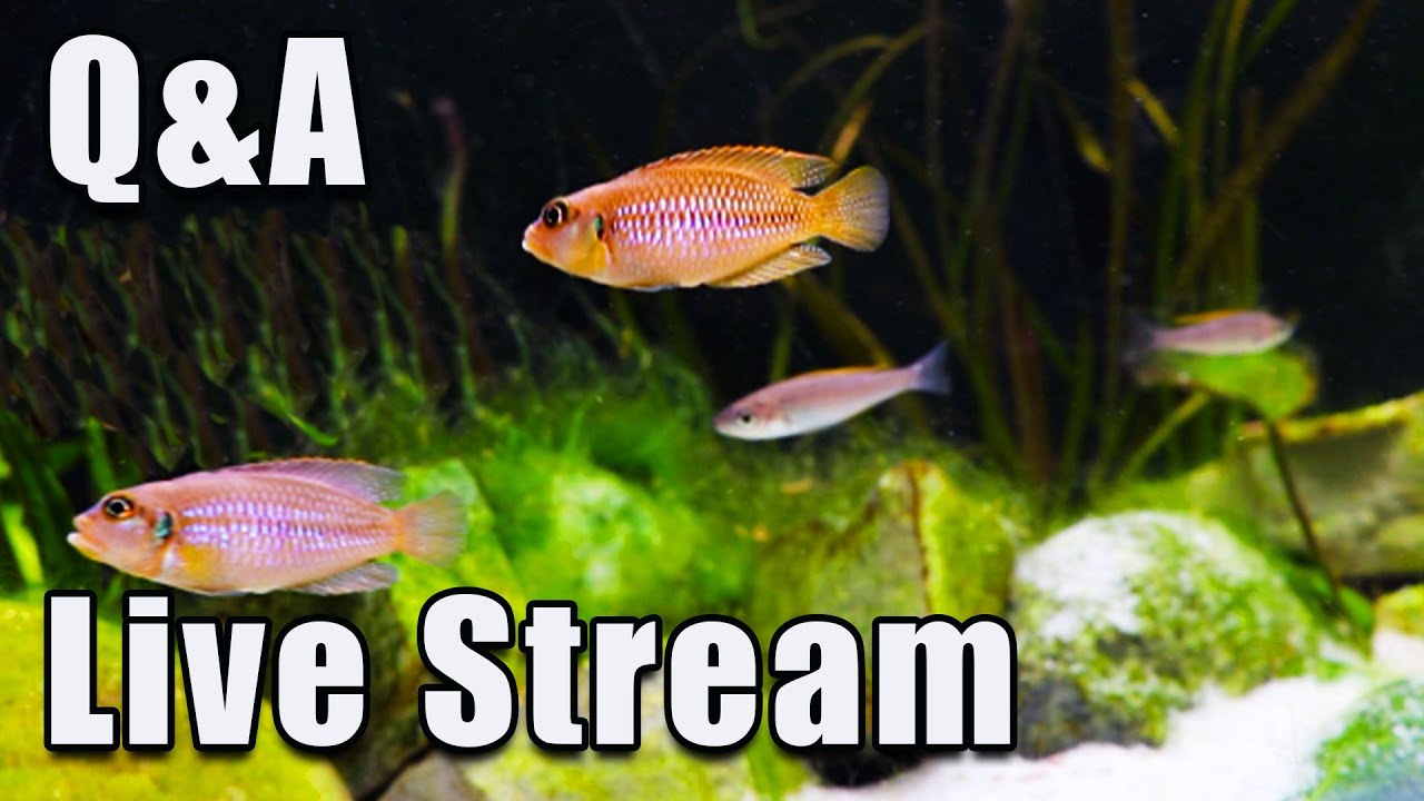 [LIVE]  We Have a Fun Announcement! Plus - Let's Answer All Your Fish Questions!