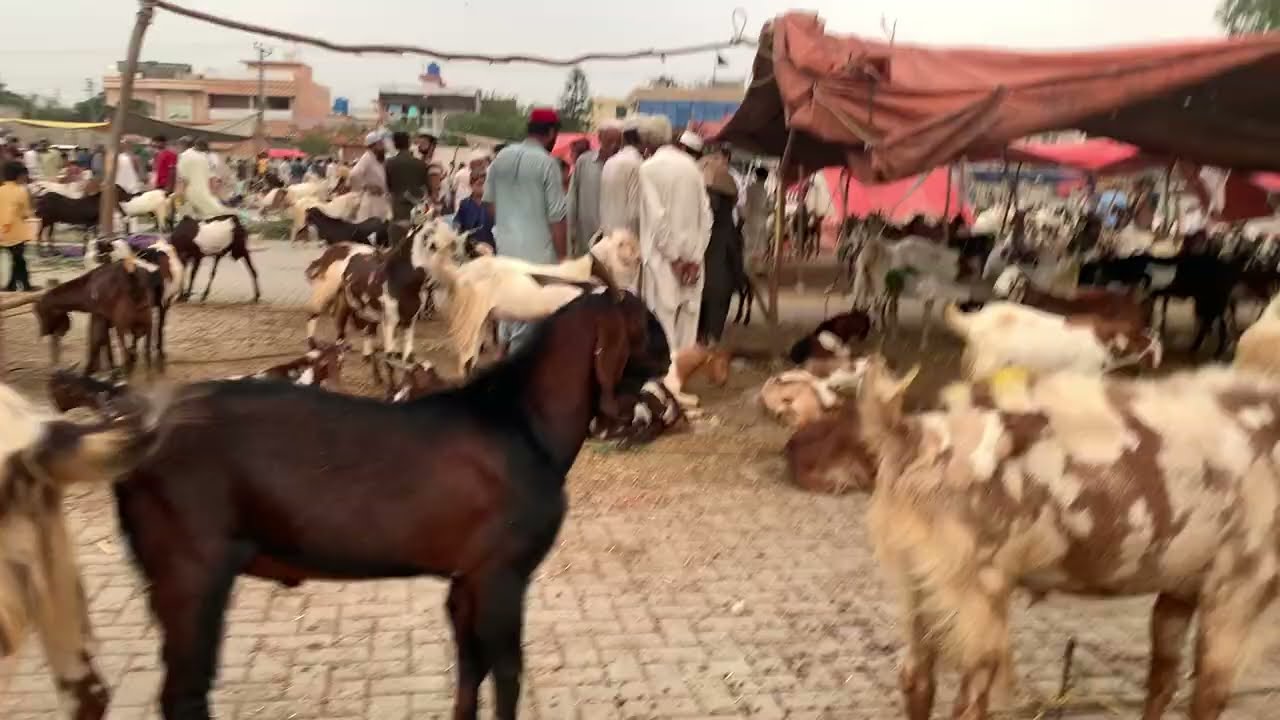 bakra mandi in pakistan | Goat market in Pakistan
