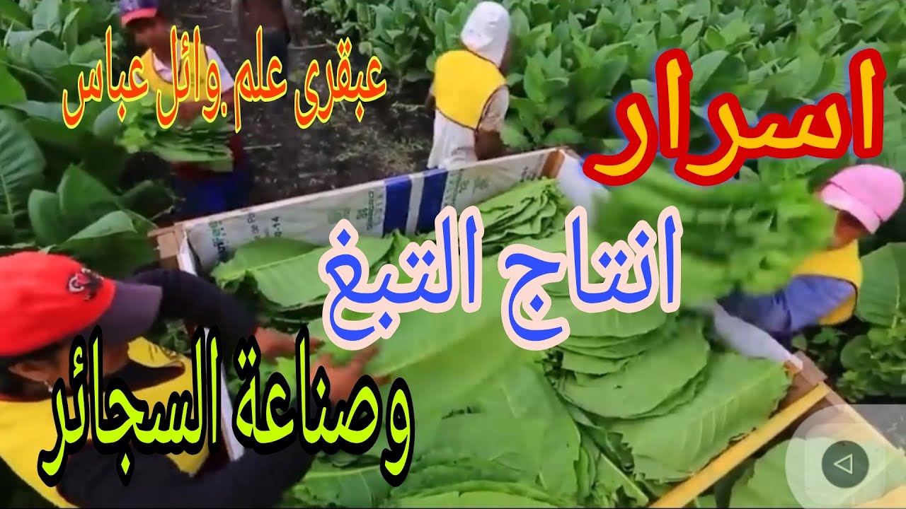 اسرار انتاج التبغ وصناعة السجائر.cigarettes