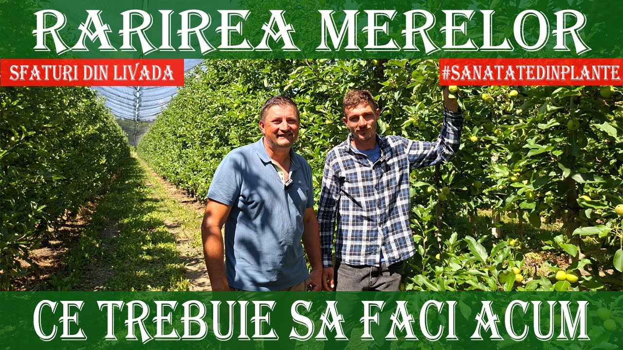 Rarirea fructelor in plantatia Bau Frutch