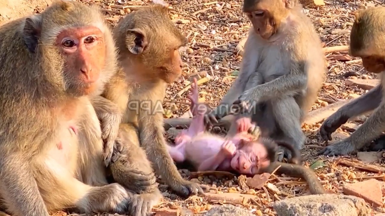 Copy of Live: Mama CHALINA Protects New Baby CHARA During a Busy Family Moment 🐒💛