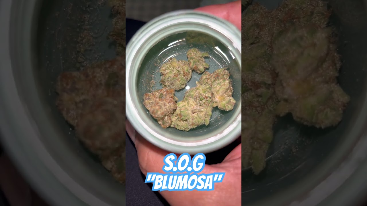 SOG- BLUMOSA #cannabisdaily #cannabisdispensary #cannabiseducation #seaofgreen #mississippicannabis