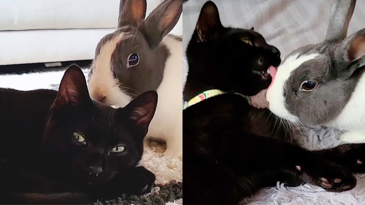 Rescue Cat Falls Head Over Heels In Love With Bunny 🥰
