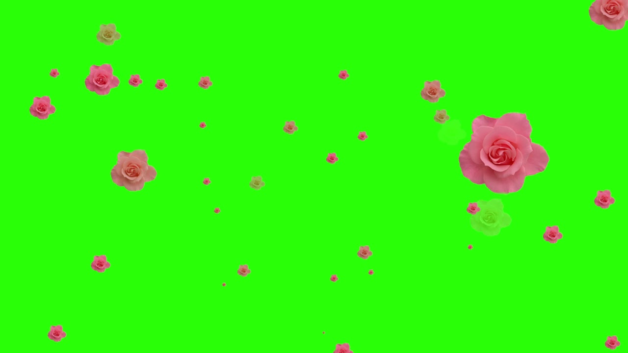 Rose Flower Falling Chroma Video | Green Screen Footage